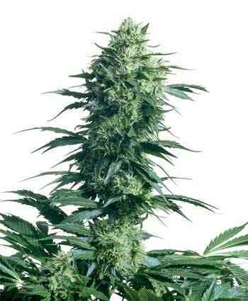 Mothers Finest > Sensi Seeds | Reguläre Hanfsamen  |  Sativa